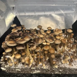 A large flush of Colombian Cubensis Spore Syringe mushrooms