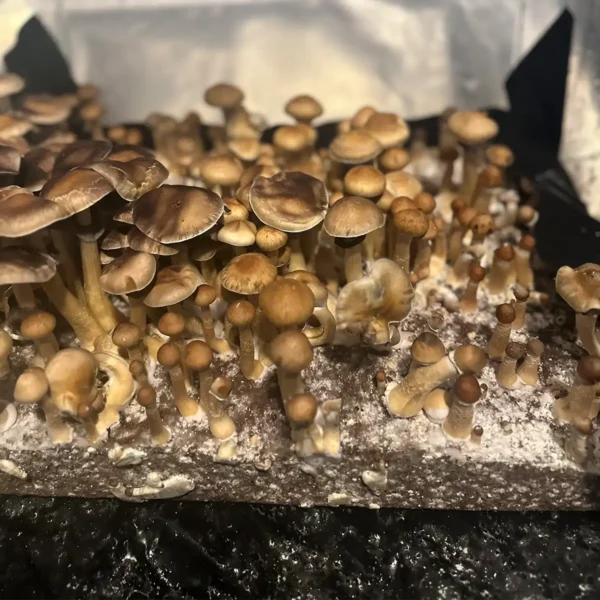 A large flush of Colombian Cubensis Spore Syringe mushrooms