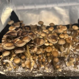 A tub of Colombian Cubensis Spore Print mushrooms
