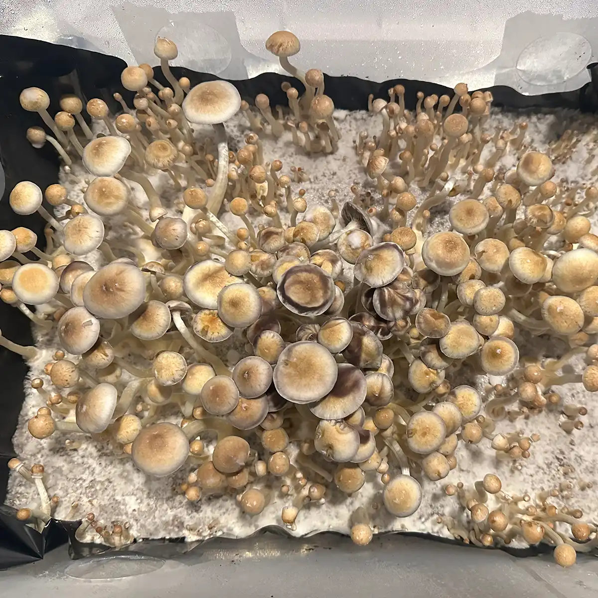 A large flush of Natal Super Strain spore print mushrooms.