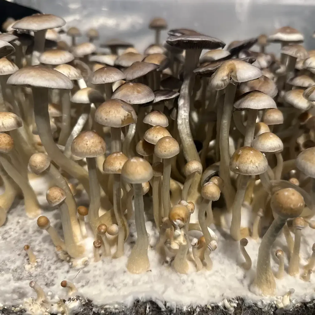 A large flush of Natal Super Strain spore print mushrooms.
