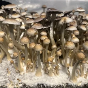 A large flush of Natal Super Strain spore print mushrooms.