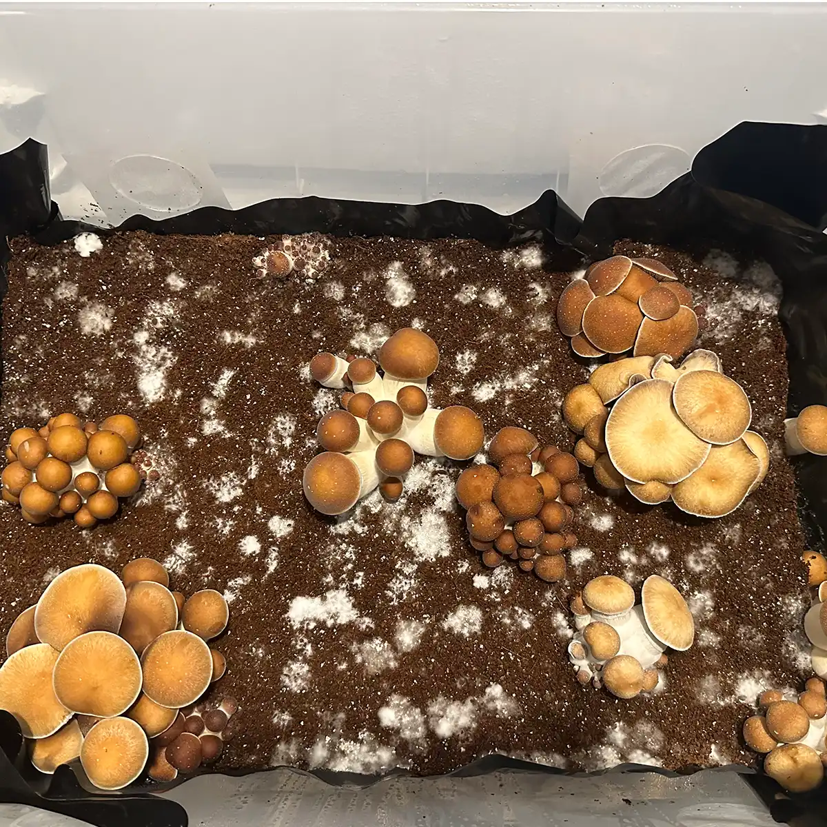 An aerial view of Southeast Houston cubensis spore print mushrooms.