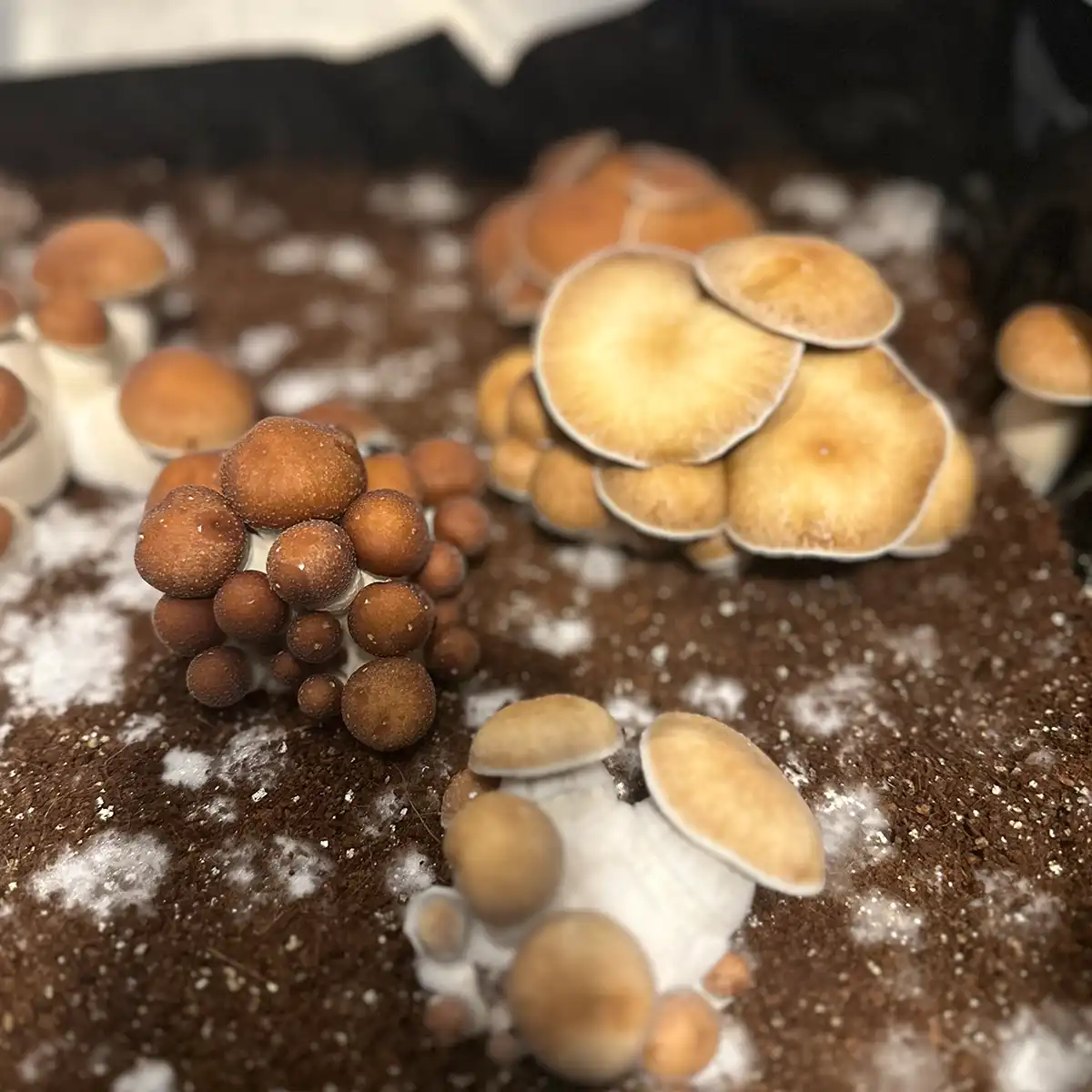 A large flush of Southeast Houston cubensis spore print mushrooms.