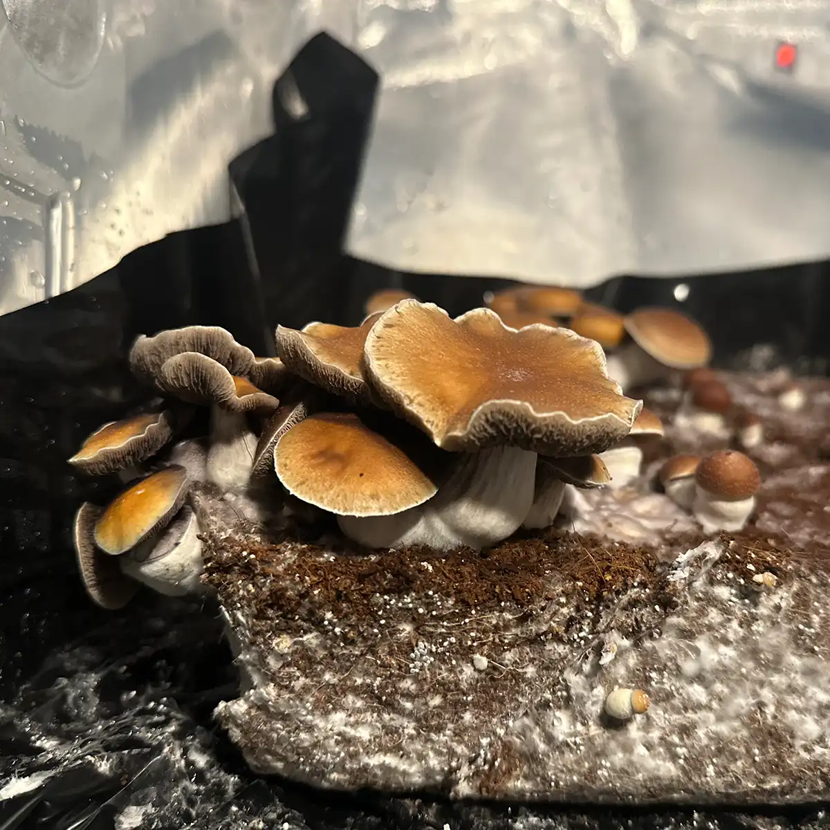 A cluster of Southeast Houston cubensis spore print mushrooms.