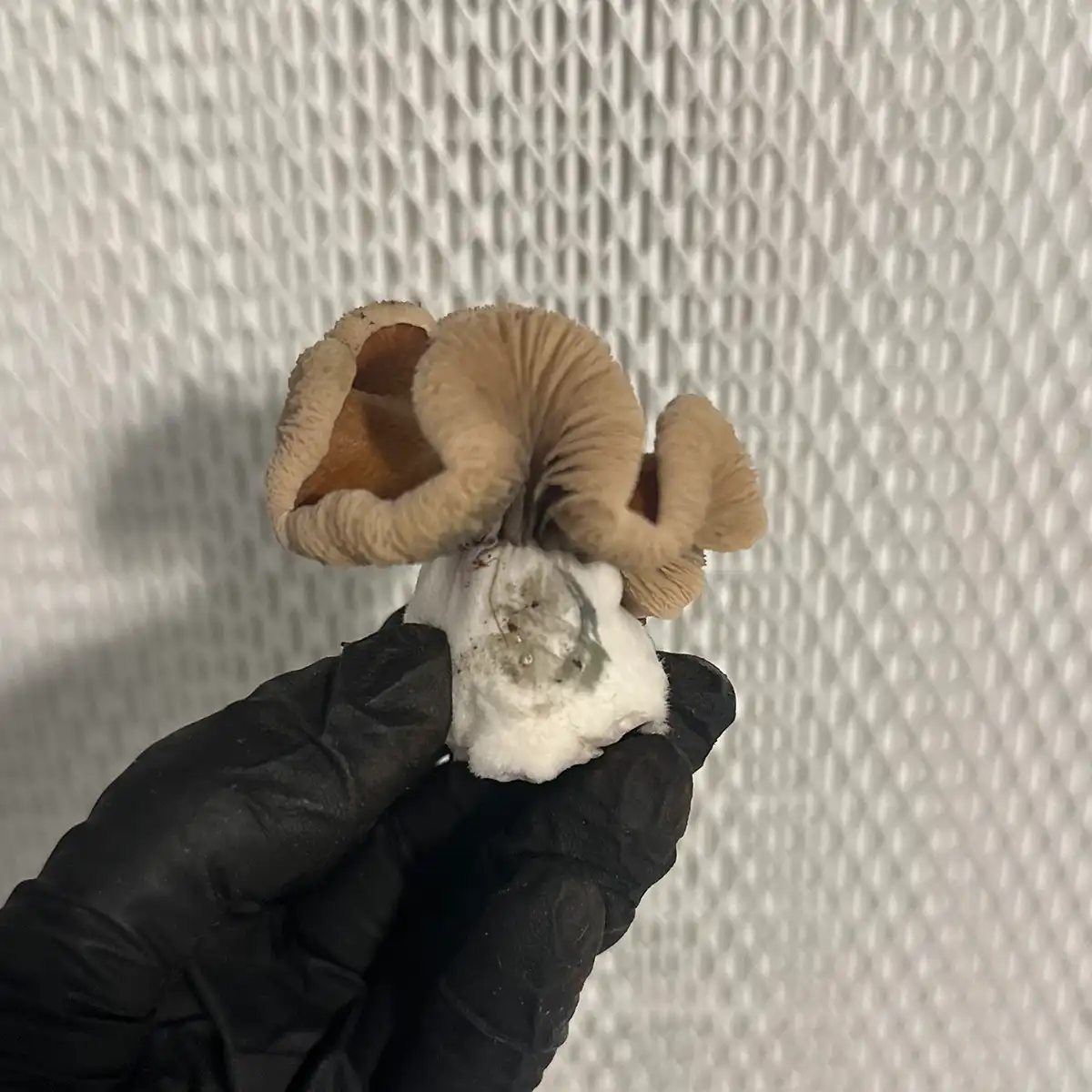A close-up of a Southeast Houston cubensis spore print mushroom.