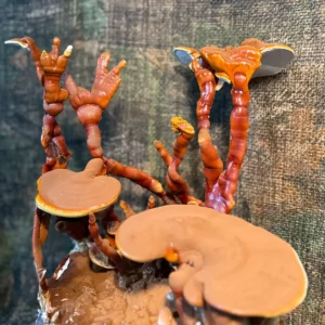 A large cluster of Ganoderma Sessile Liquid Culture mushrooms.