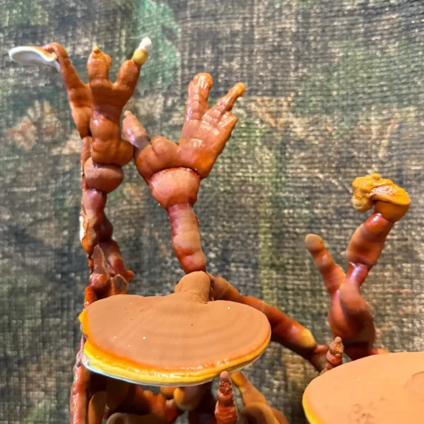 A close up view of Ganoderma Sessile Liquid Culture mushrooms.