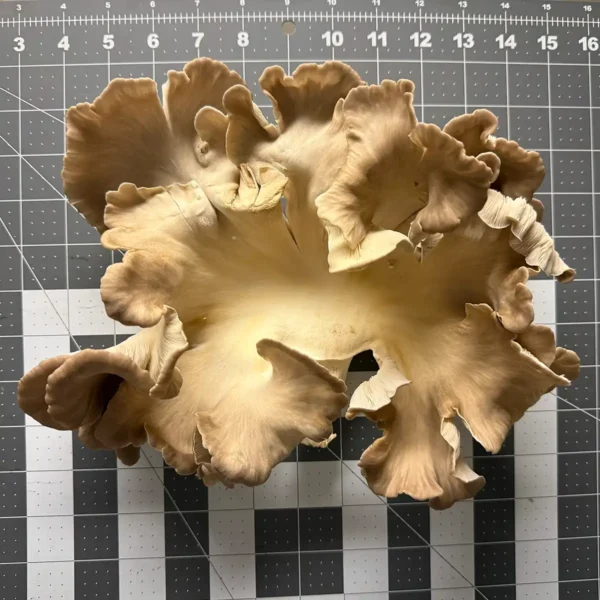 An exemplary Venetian Oyster liquid culture mushroom