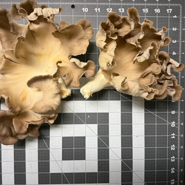 Two large Venetian Oyster liquid culture mushrooms.