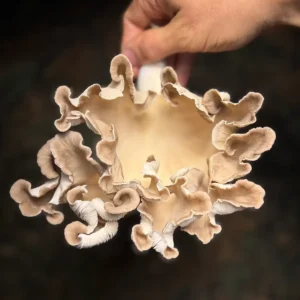 The ruffled cap of a Venetian Oyster liquid culture mushroom
