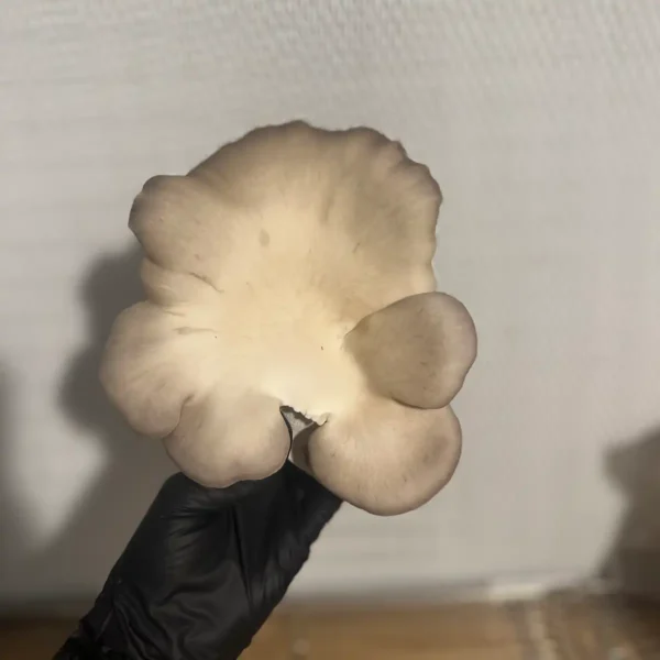 A top view of Venetian Oyster liquid culture mushroom