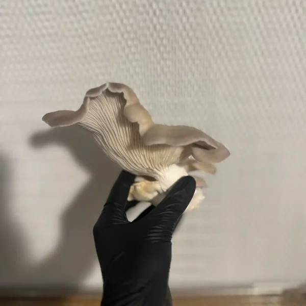 A side view of a Venetian Oyster liquid culture mushroom
