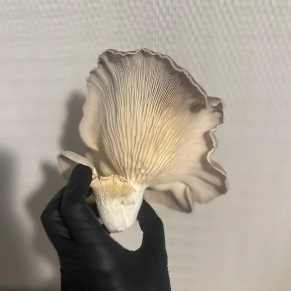 A side view of a Venetian Oyster liquid culture mushroom and its gills.