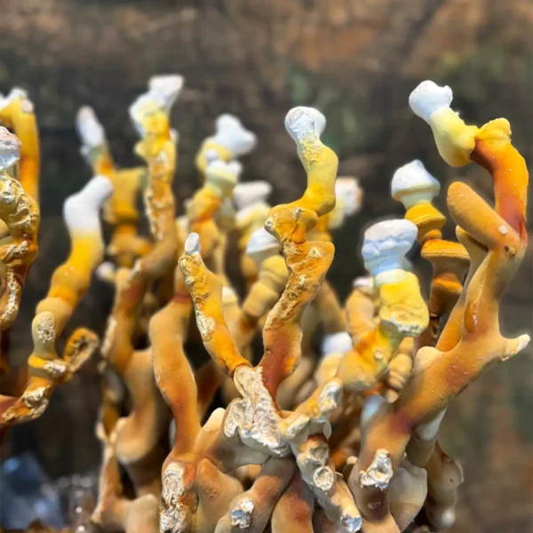 large flush of ganoderma multipileum mushrooms