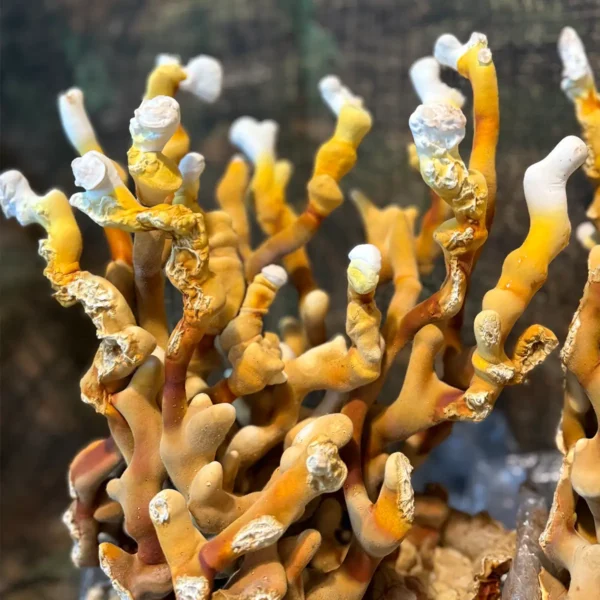 large flush of ganoderma multipileum mushrooms