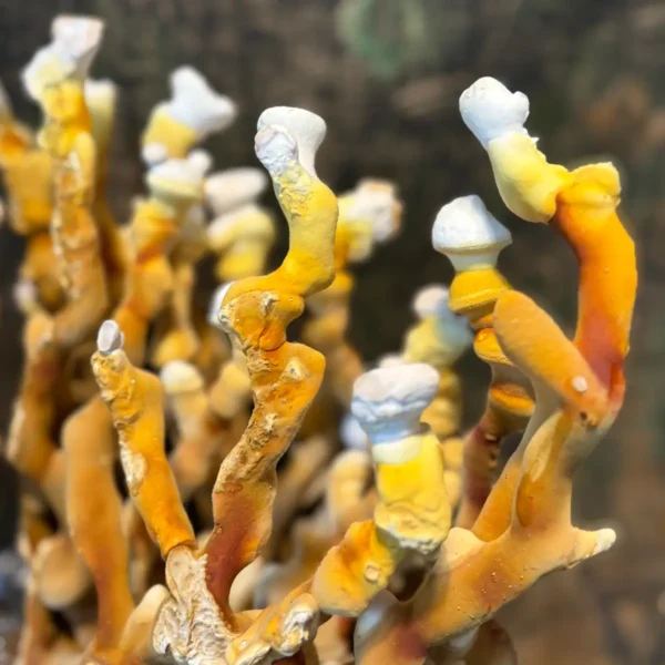 Ganoderma multipileum Liquid Culture - Image 2