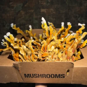 large flush of ganoderma multipileum mushrooms in a brown box