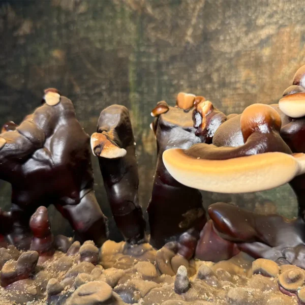 closeup image of ganoderma sinense mushroom
