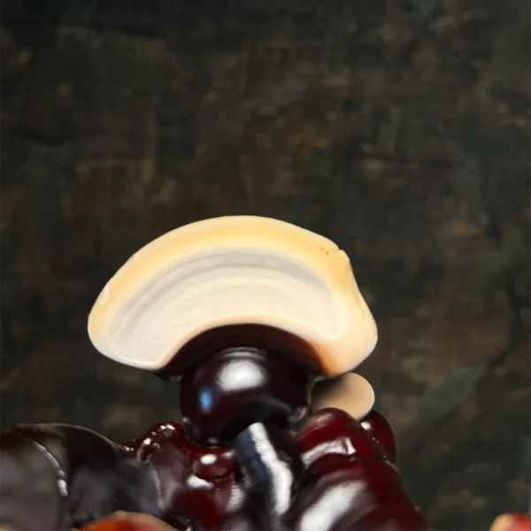 closeup image of ganoderma sinense mushroom