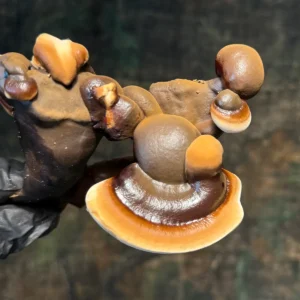 closeup image of ganoderma sinense mushroom