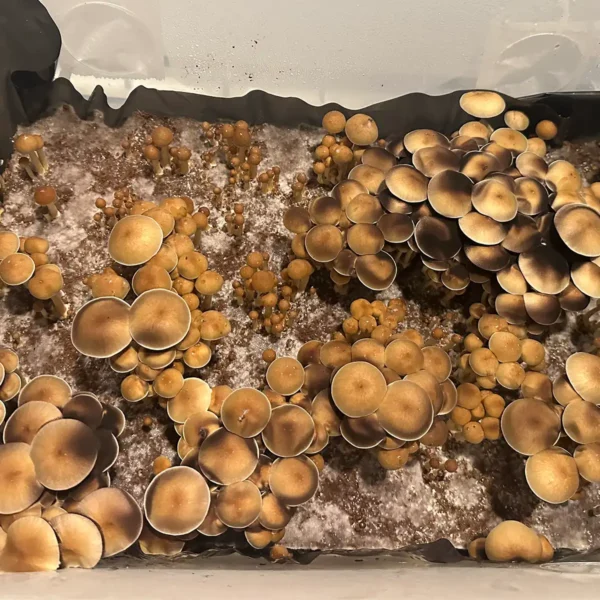 An aerial view of Alacabenzi cubensis spore syringe mushrooms