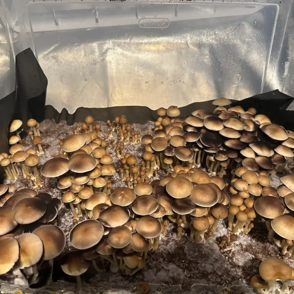 A large flush of Alacabenzi cubensis spore syringe mushrooms