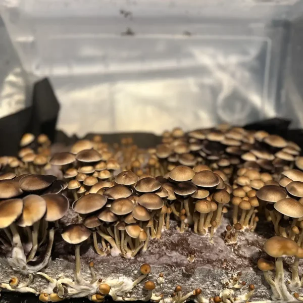 A bountiful tub of Alacabenzi cubensis spore syringe mushrooms