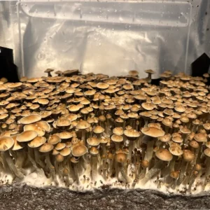 A large flush of Corumba Brazil cubensis spore syringe mushrooms.
