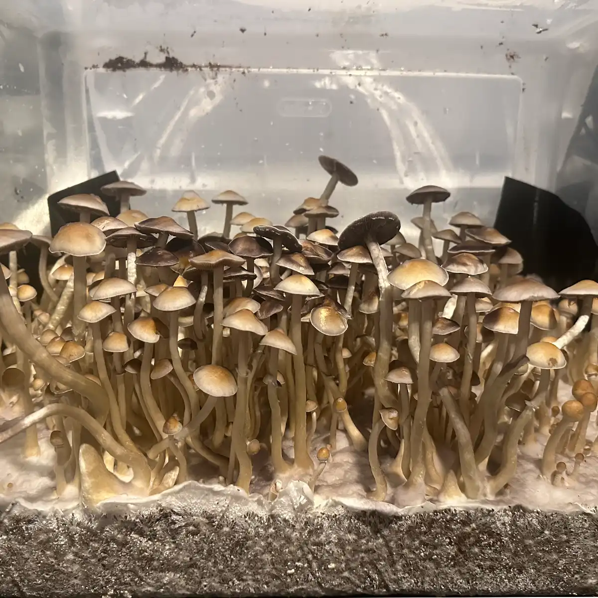 A bountiful tub of Ps ochraceocentrata Isolated Syringe mushrooms.