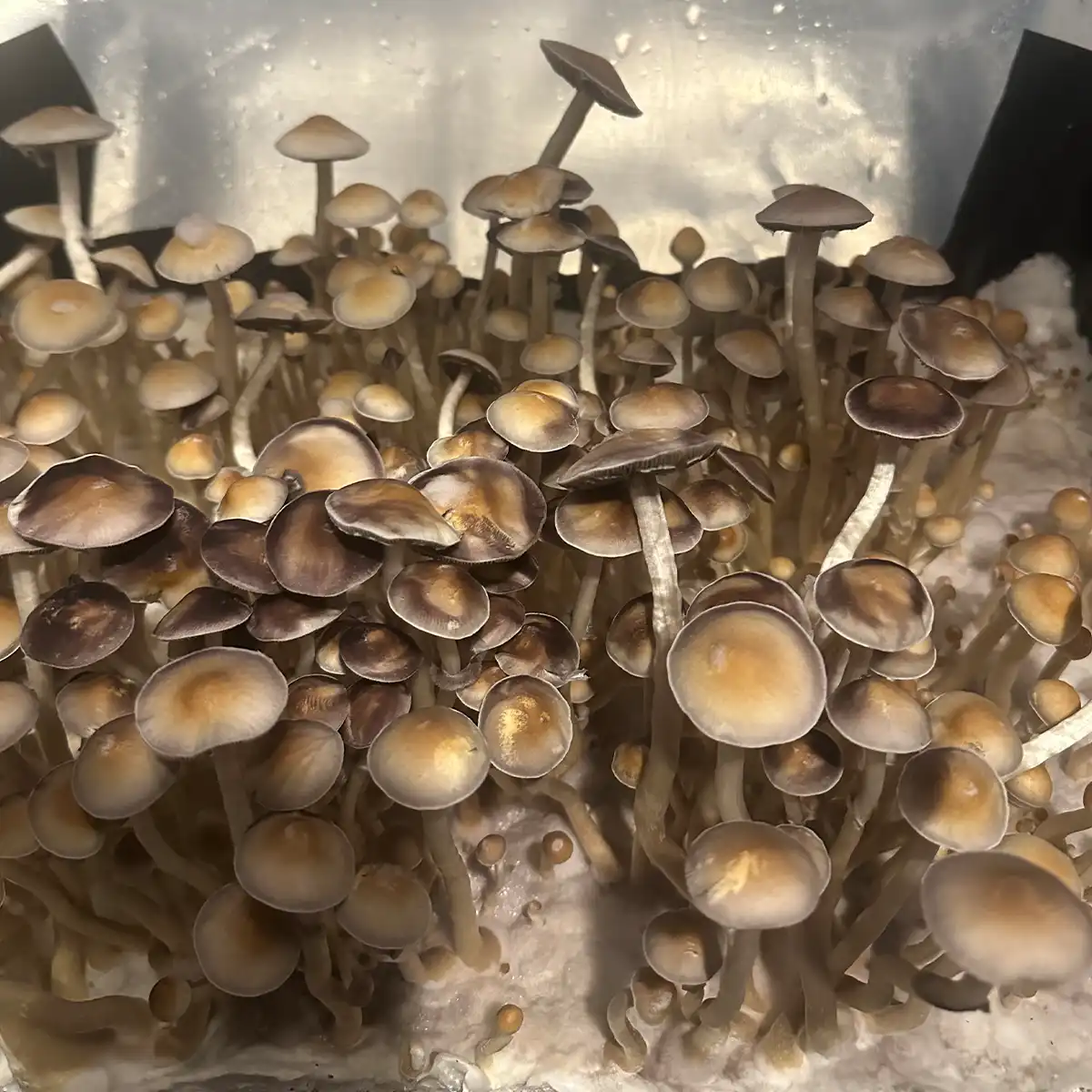 A close-up view of Ps ochraceocentrata Isolated Syringe mushrooms.