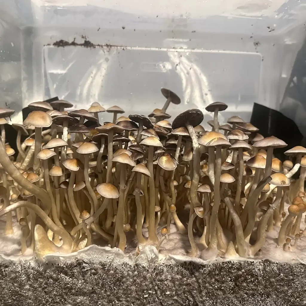 A large flush of Ps. ochraceocentrata Isolated Spore Print mushrooms