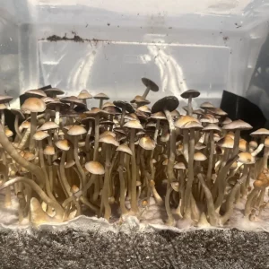 A large flush of Ps. ochraceocentrata Isolated Spore Print mushrooms