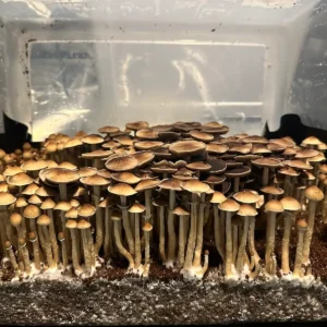 An side view of Pearl Harbor Cubensis Spore Print mushrooms.