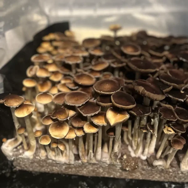 A bountiful tub of Plantasian Mystery Cubensis Spore Syringe mushrooms.