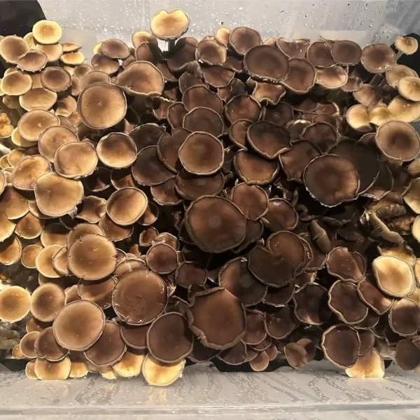 An aerial view of Plantasian Mystery Cubensis Spore Syringe mushrooms.
