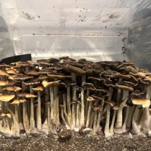 A large flush of Plantasian Mystery Cubensis Spore Syringe mushrooms.