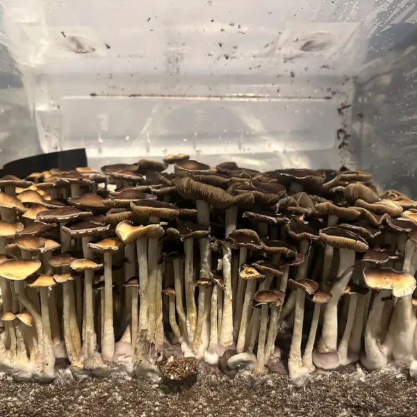 A large flush of Plantasian Mystery Cubensis Spore Syringe mushrooms.