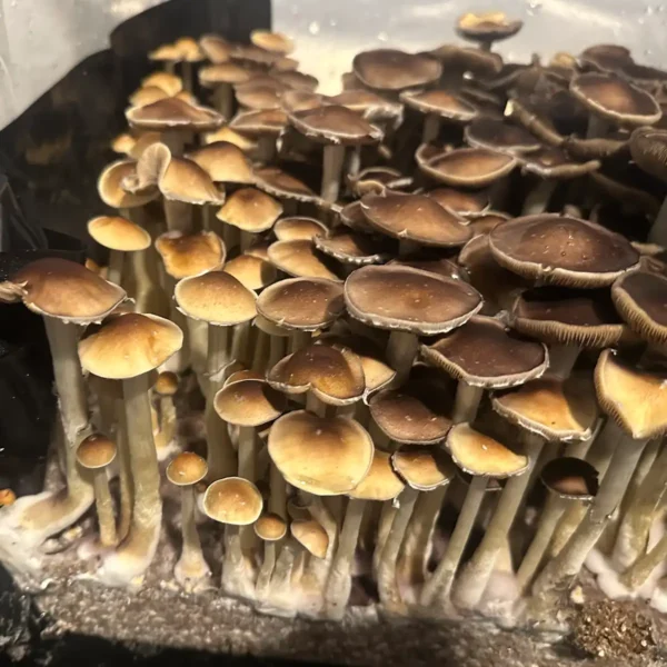 A close up view of Plantasian Mystery Cubensis Spore Syringe mushrooms.