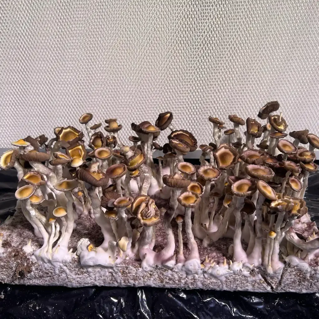 A bountiful flush of Sibu Cubensis Spore Print mushrooms.