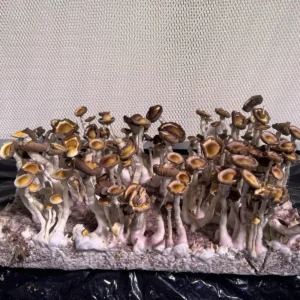 A bountiful flush of Sibu Cubensis Spore Print mushrooms.