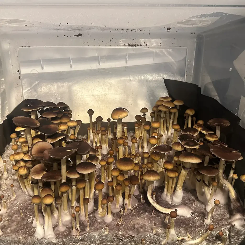 A thriving tub of Wild North Carolina cubensis spore print mushrooms.