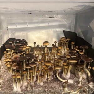 A thriving tub of Wild North Carolina cubensis spore print mushrooms.