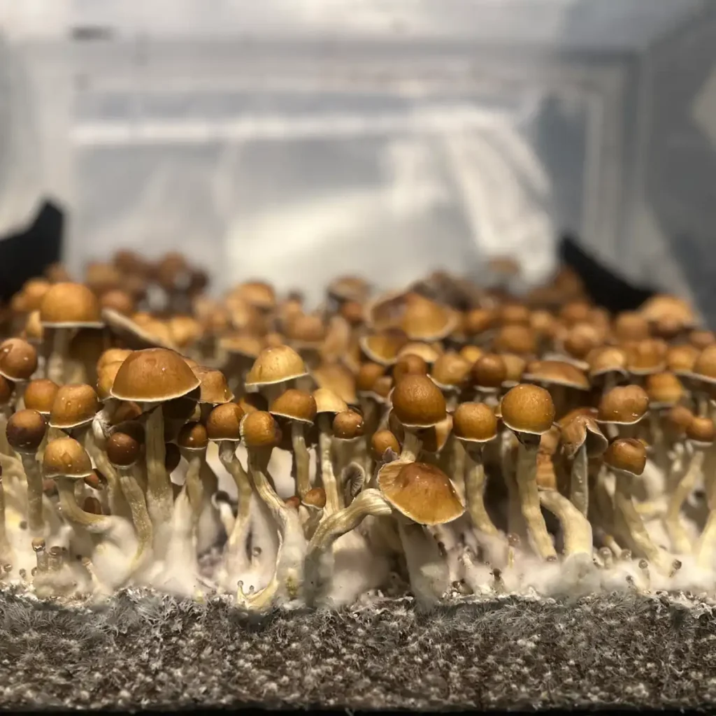 A large flush of Wonky Donkey cubensis spore print mushrooms