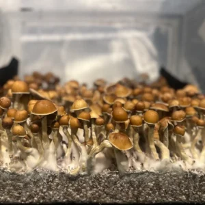 A large flush of Wonky Donkey cubensis spore print mushrooms