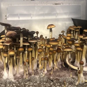 A large flush of wild north carolina Cubensis spore syringe mushrooms in a tub