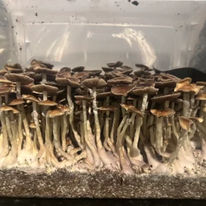 Dulce Cubensis Spore Syringe mushrooms.