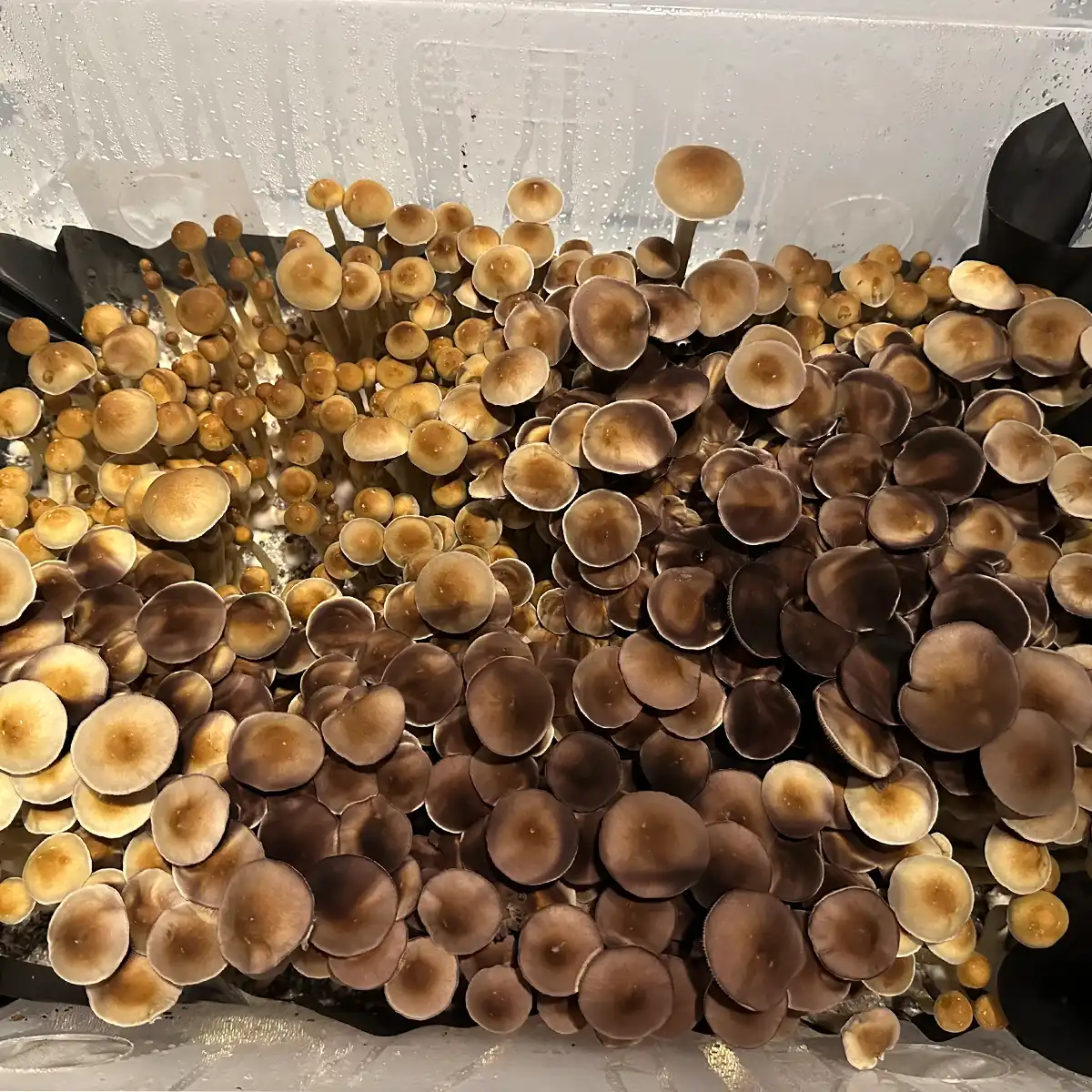 An aerial view of TW3 spore print mushrooms