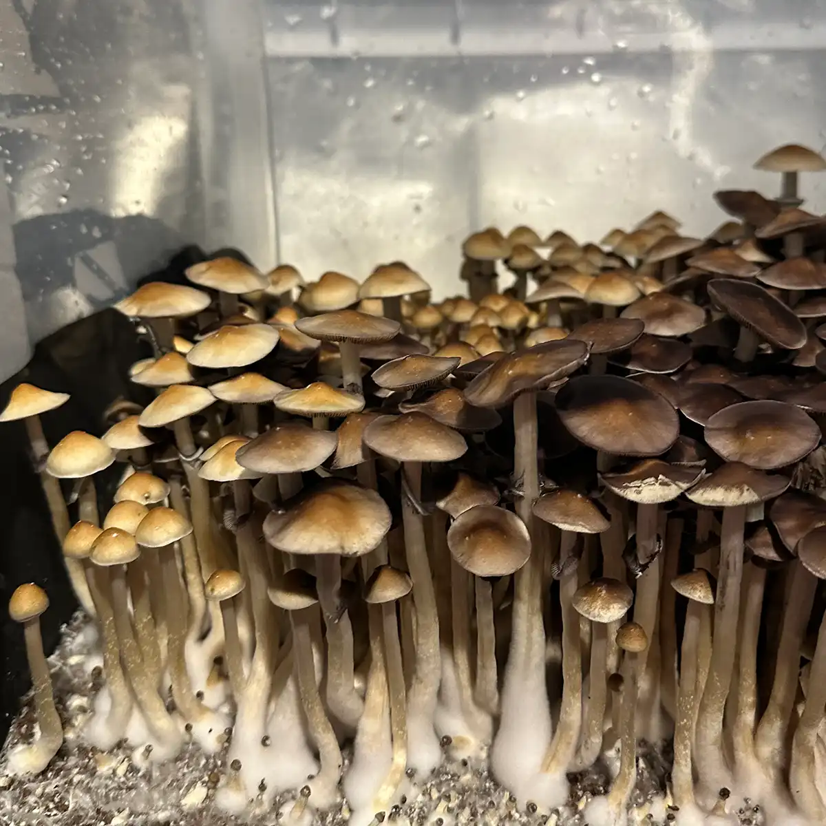 A close-up view of TW3 spore print mushrooms