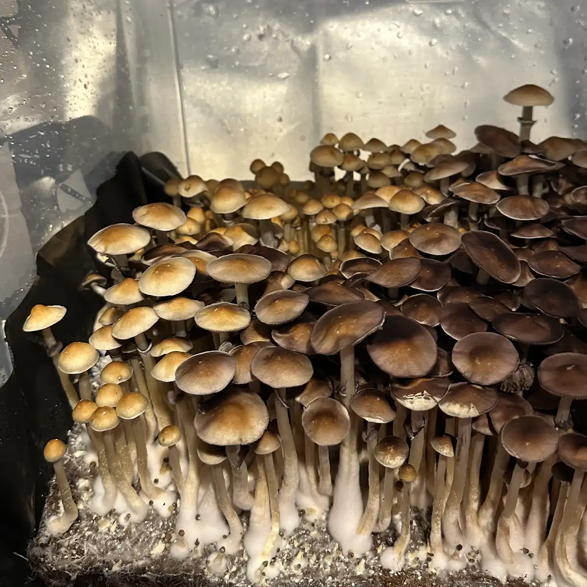 Another perspective of TW3 spore print mushrooms